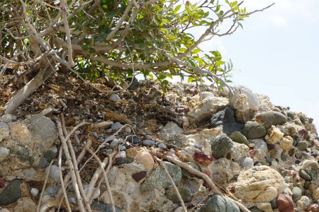 Laudakia stellio daani, Stellagama stellio daani, escondido en las rocas bajo un arbusto en agosto en Pefki. Laudakia stellio es una especie de lagarto de la familia Agamidae. Pefki, isla de Rodas, Grecia 