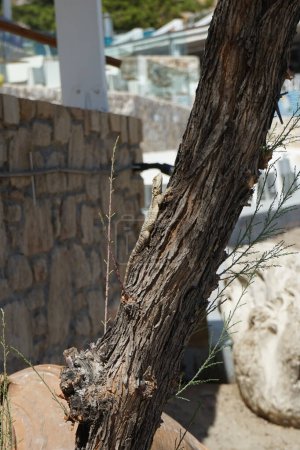 Laudakia stellio daani, Stellagama stellio daani, crawling on a tree Tamarix spec. in August in Pefki. Laudakia stellio, the starred agama or the roughtail rock agama is a species of agamid lizard. Pefki, Rhodes Island, Greece 