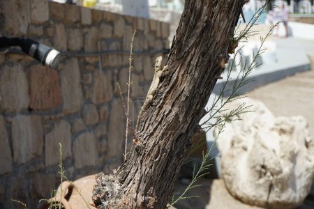 Laudakia stellio daani, Stellagama stellio daani, rampant sur un arbre Tamarix spec. en août à Pefki. Laudakia stellio, l'agama étoilé ou agama rocheux à queue rugueuse est une espèce de lézard agamide. Pefki, île de Rhodes, Grèce 