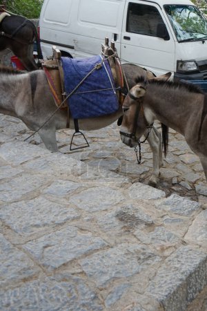 Donkeys live on the island of Rhodes in August. The donkey, Equus asinus or Equus africanus asinus, is a domesticated equine. Lindos, Rhodes Island, Greece  