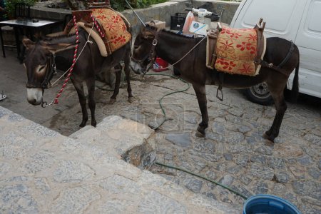 Donkeys live on the island of Rhodes in August. The donkey, Equus asinus or Equus africanus asinus, is a domesticated equine. Lindos, Rhodes Island, Greece      