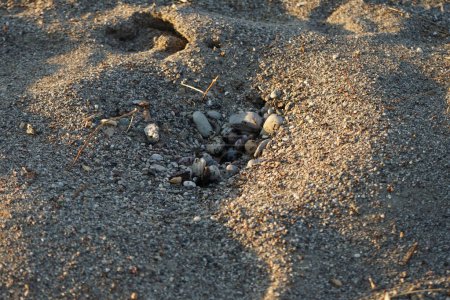 An anthill with ants is located on the beach of the Mediterranean Sea in September. Ants are eusocial insects of the family Formicidae. Pefkos or Pefki, Rhodes Island, Greece 