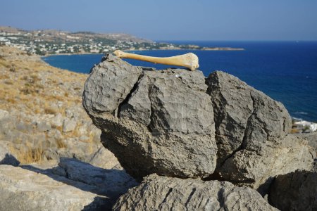 Tubular bone of an animal limb found on top of Lardos hill in August, Rhodes Island, Greece