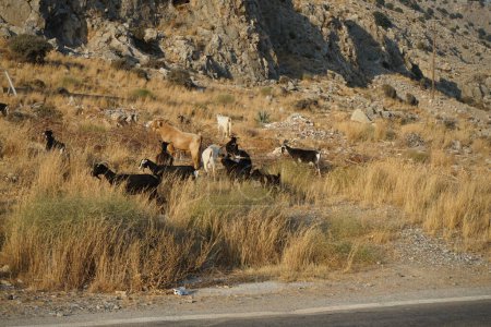 Wilde Ziegen liefen über die Autobahn Eparchiaki Odos Lardou-Lindou. Der Steinbock Capra aegagrus ist eine Wildziegenart. Pefki, Insel Rhodos, Griechenland