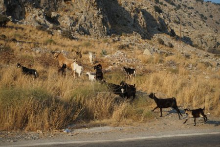 Foto de Las cabras salvajes cruzaron la autopista Eparchiaki Odos Lardou-Lindou. La cabra silvestre o íbice común, Capra aegagrus, es una especie de cabra silvestre. Pefki, isla de Rodas, Grecia - Imagen libre de derechos