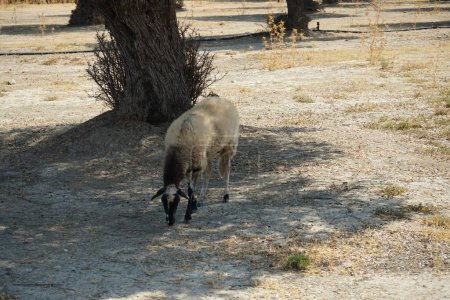 A sheep grazes under olive trees in August. Sheep or domestic sheep, Ovis aries, are a domesticated, ruminant mammal typically kept as livestock. Lardos, Rhodes Island, Greece 