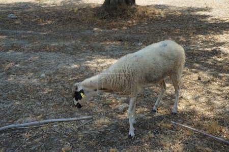A sheep grazes under olive trees in August. Sheep or domestic sheep, Ovis aries, are a domesticated, ruminant mammal typically kept as livestock. Lardos, Rhodes Island, Greece 