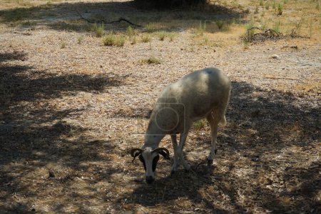 Ein Schaf weidet im August unter Olivenbäumen. Schafe oder Hausschafe, Ovis aries, sind ein domestiziertes, wiederkäuendes Säugetier, das typischerweise als Nutztier gehalten wird. Lardos, Insel Rhodos, Griechenland 