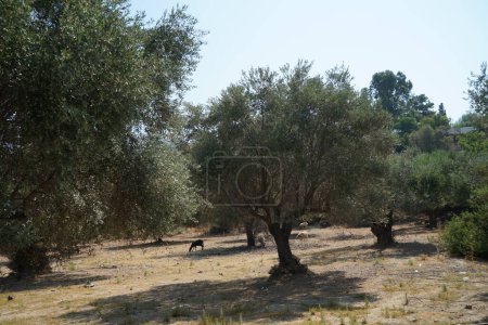 Sheep graze under olive trees in August. Sheep or domestic sheep, Ovis aries, are a domesticated, ruminant mammal typically kept as livestock. Lardos, Rhodes Island, Greece 