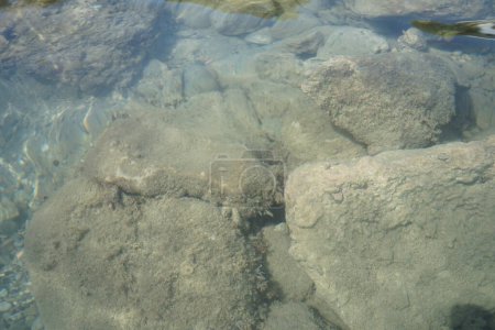 Ein Einsiedlerkrebs krabbelt auf einem Felsen im Mittelmeer. Einsiedlerkrebse sind anomale dekapodische Krebstiere der Überfamilie Paguroidea, die sich angepasst haben, leere gefangene Muschelschalen zu besetzen, um ihre empfindlichen Exoskelette zu schützen. Rhodos, Griechenland