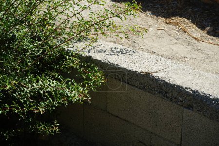 Laudakia stellio daani, Stellagama stellio daani, corriendo a lo largo de una pared de piedra cerca de un arbusto en septiembre. Laudakia stellio es una especie de lagarto de la familia Agamidae. Pefki, isla de Rodas, Grecia