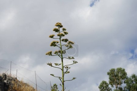 Tallo de agave con flores amarillas descoloridas que crecen en agosto. Agave es un género de monocotas. Isla de Rodas, Grecia 