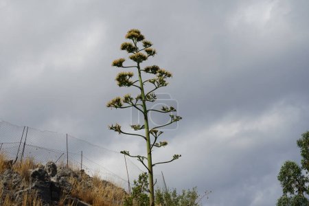 Tallo de agave con flores amarillas descoloridas que crecen en agosto. Agave es un género de monocotas. Isla de Rodas, Grecia 