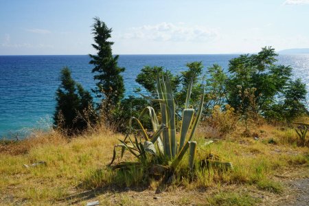 Agave americana var. marginata crece en agosto. Agave americana es una especie de planta fanerógama perteneciente a la familia Asparagaceae. Isla de Rodas, Grecia  