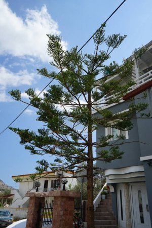 Araucaria heterophylla grows in August. Araucaria heterophylla, syn. A. excelsa, Norfolk Island pine or Norfolk pine, is a species of conifer in the family Araucariaceae. Rhodes Island, Greece