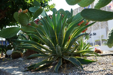 Agave americana var. marginata grows in August. Agave americana, the century plant, maguey, or American aloe, is a species of flowering plant in the family Asparagaceae. Rhodes Island, Greece  