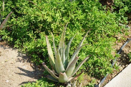 Aloe vera grows in August in the garden. Aloe vera is a succulent plant species of the genus Aloe. Rhodes Island, Greece
