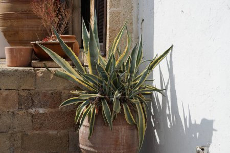 Agave americana var. marginata grows in August. Agave americana, the century plant, maguey, or American aloe, is a species of flowering plant in the family Asparagaceae. Rhodes Island, Greece  