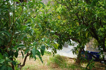 Agrumes reticulata arbre avec des fruits pousse en Août. L'orange mandarine, Citrus reticulata, également connu sous le nom de mandarine ou mandarine, est un petit agrumes arrondi. Lardos, île de Rhodes, Grèce 