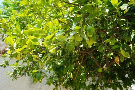 Citrus x Limone mit Früchten wächst im August. Die Zitrone, Citrus x limon, ist eine Art kleiner immergrüner Baum aus der Familie der Blütengewächse Rutaceae. Lardos, Rhodos, Griechenland 