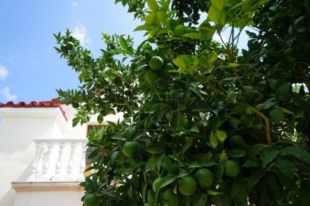 Téléchargez les photos : Agrumes x sinensis arbre avec des fruits pousse en Août. Citrus x aurantium f. aurantium, syn. Citrus x sinensis, les oranges douces, est une espèce d'orange couramment cultivée. Lardos, île de Rhodes, Grèce - en image libre de droit