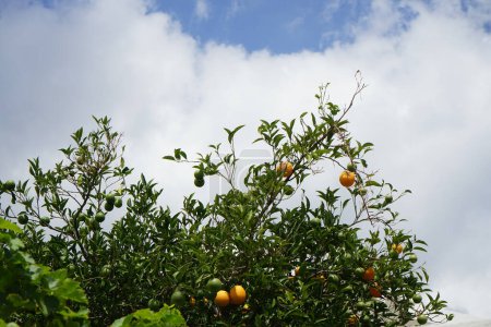 Téléchargez les photos : Agrumes x sinensis arbre avec des fruits pousse en Août. Citrus x aurantium f. aurantium, syn. Citrus x sinensis, les oranges douces, est une espèce d'orange couramment cultivée. Lardos, île de Rhodes, Grèce - en image libre de droit