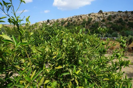 Citrus x sinensis drzewo z owocami rośnie w sierpniu. Citrus x aurantium f. aurantium, syn. Citrus x sinensis, słodkie pomarańcze, jest powszechnie uprawianym gatunkiem pomarańczy. Lardos, wyspa Rodos, Grecja 