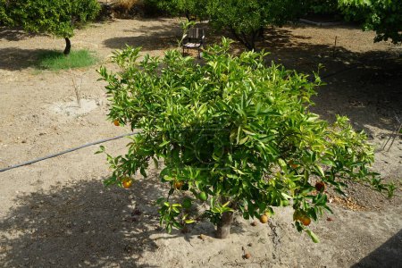 Citrus x sinensis drzewo z owocami rośnie w sierpniu. Citrus x aurantium f. aurantium, syn. Citrus x sinensis, słodkie pomarańcze, jest powszechnie uprawianym gatunkiem pomarańczy. Lardos, wyspa Rodos, Grecja 