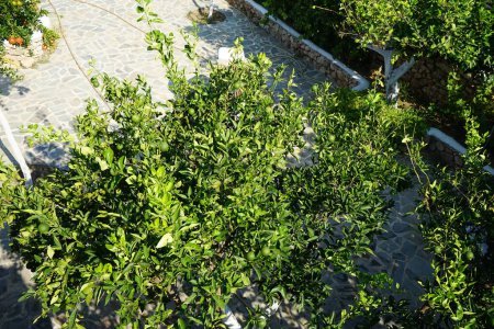 Citrus x sinensis tree with fruits grows in August. Citrus x aurantium f. aurantium, syn. Citrus x sinensis, the sweet oranges, is a commonly cultivated species of orange. Lardos, Rhodes Island, Greece 
