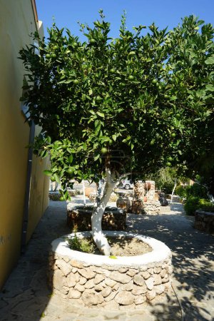Foto de Citrus x sinensis árbol con frutos crece en agosto. Citrus x aurantium f. aurantium, syn. Citrus x sinensis, las naranjas dulces, es una especie comúnmente cultivada de naranja. Lardos, Isla de Rodas, Grecia - Imagen libre de derechos
