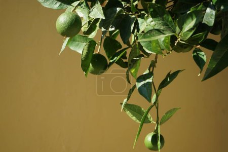Citrus x sinensis tree with fruits grows in August. Citrus x aurantium f. aurantium, syn. Citrus x sinensis, the sweet oranges, is a commonly cultivated species of orange. Lardos, Rhodes Island, Greece 