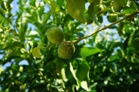 Citrus x limon tree with fruits grows in August. The lemon, Citrus x limon, is a species of small evergreen tree in the flowering plant family Rutaceae. Lardos, Rhodes, Greece 