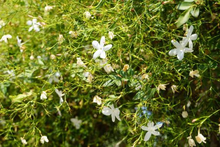 Jasminum officinale blooms with white flowers in August. Jasminum officinale, the common jasmine, simply jasmine, summer jasmine, poet's jasmine, true jasmine or jessamineis a species of flowering plant in the olive family Oleaceae. Rhodes, Greece