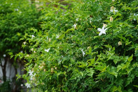 Jasminum officinale blooms with white flowers in August. Jasminum officinale, the common jasmine, simply jasmine, summer jasmine, poet's jasmine, true jasmine or jessamineis a species of flowering plant in the olive family Oleaceae. Rhodes, Greece
