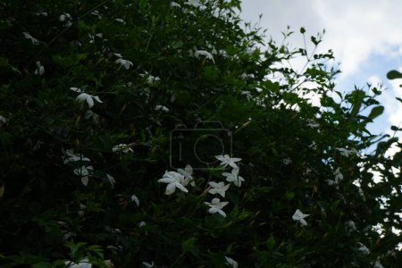 Jasminum officinale fleurit avec des fleurs blanches en août. Jasminum officinale, le jasmin commun, simplement le jasmin, le jasmin d'été, le jasmin de poète, le jasmin véritable ou jessamine est une espèce de plante à fleurs de la famille des Oleaceae. Rhodes, Grèce