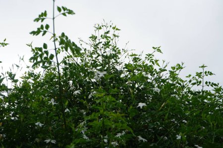 Jasminum officinale blüht im August mit weißen Blüten. Jasminum officinale, der gewöhnliche Jasmin, einfach Jasmin, Sommerjasmin, Dichterjasmin, echter Jasmin oder Jasmin ist eine Blütenpflanze aus der Familie der Ölgewächse. Rhodos, Griechenland