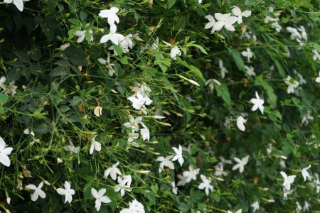 Jasminum officinale fleurit avec des fleurs blanches en août. Jasminum officinale, le jasmin commun, simplement le jasmin, le jasmin d'été, le jasmin de poète, le jasmin véritable ou jessamine est une espèce de plante à fleurs de la famille des Oleaceae. Rhodes, Grèce