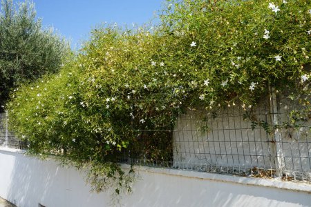 Jasminum officinale blüht im August mit weißen Blüten. Jasminum officinale, der gewöhnliche Jasmin, einfach Jasmin, Sommerjasmin, Dichterjasmin, echter Jasmin oder Jasmin ist eine Blütenpflanze aus der Familie der Ölgewächse. Rhodos, Griechenland