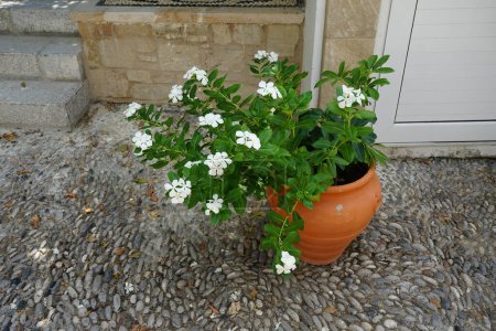 Catharanthus roseus blooms in August. Catharanthus roseus, bright eyes, Cape periwinkle, graveyard plant, Madagascar periwinkle, old maid, pink periwinkle, rose periwinkle, is a species of flowering plant in the family Apocynaceae. Rhodes, Greece