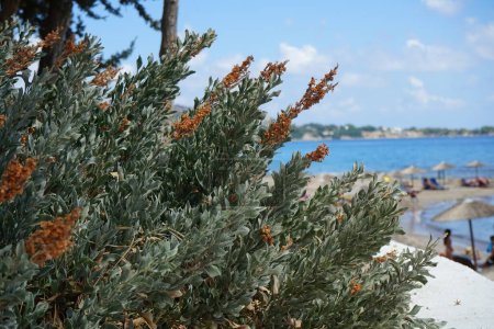 Atriplex halimus wächst im August. Atriplex halimus, mediterraner Salzwasserstrauch, Seeorache, Buschorache, Silberorache, Orach, ist eine Art von Futterstrauch aus der Familie der Amaranthaceae. Insel Rhodos, Griechenland