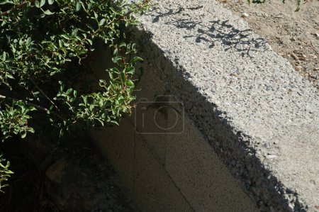 Laudakia stellio daani, Stellagama stellio daani, courant le long d'un mur de pierre près d'un buisson en septembre. Laudakia stellio, l'agama étoilé ou agama rocheux à queue rugueuse est une espèce de lézard agamide. Pefki, île de Rhodes, Grèce 