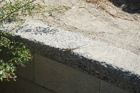 Laudakia stellio daani, Stellagama stellio daani, corriendo a lo largo de una pared de piedra cerca de un arbusto en septiembre. Laudakia stellio es una especie de lagarto de la familia Agamidae. Pefki, isla de Rodas, Grecia 