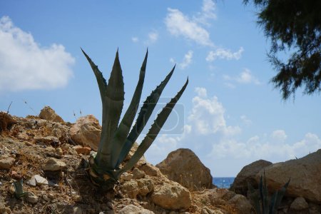 Agave americana var. americana pousse en août. Agave americana est une espèce de plante de la famille des Asparagaceae. île de Rhodes, Grèce 