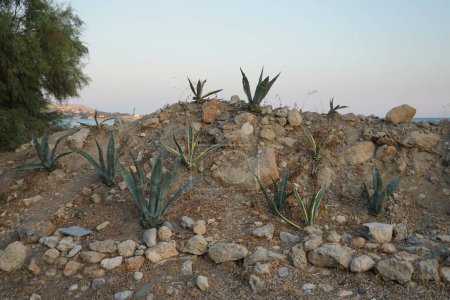 Foto de Las plantas de agave se mezclan crecen en un parterre en agosto. Agave es un género de monocotas. Isla de Rodas, Grecia - Imagen libre de derechos
