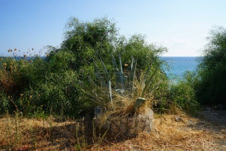 Agave americana var. americana crece en agosto. Agave americana es una especie de planta fanerógama perteneciente a la familia Asparagaceae. Isla de Rodas, Grecia 