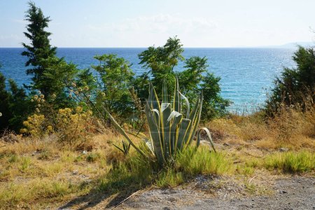 Agave americana var. marginata crece en agosto. Agave americana es una especie de planta fanerógama perteneciente a la familia Asparagaceae. Isla de Rodas, Grecia 