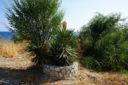 Yucca with fading flowers grows in August on the Mediterranean coast. Yucca is a genus of perennial shrubs and trees in the family Asparagaceae, subfamily Agavoideae. Rhodes Island, Greece
