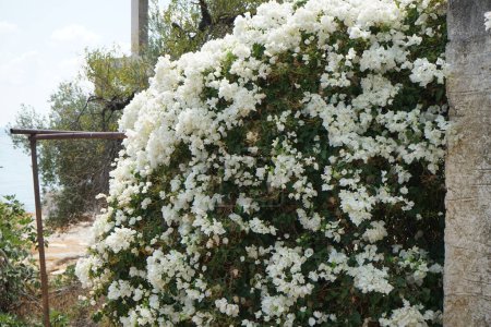 Weiße Bougainvillea spectabilis blüht im August. Bougainvillea spectabilis, auch als große Bougainvillea bekannt, ist eine blühende Pflanze. Insel Rhodos, Griechenland 