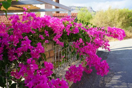 El arbusto de la buganvilla florece con flores de color rosa-púrpura en agosto. Bougainvillea es un género de plantas fanerógamas perteneciente a la familia Nyctaginaceae. Isla de Rodas, Grecia 