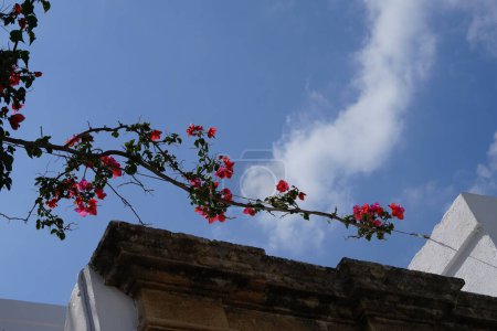 Bougainvillea blüht im August mit rosa-violetten Blüten. Bougainvillea ist eine Gattung dorniger Zierranken, Sträucher und Bäume, die zur Familie der Vier-Uhr-Gewächse, Nyctaginaceae, gehören. Insel Rhodos, Griechenland 